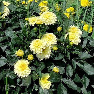 Meet your Posher, Kennedy